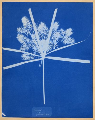 Carix (Amérique) - Anna Atkins